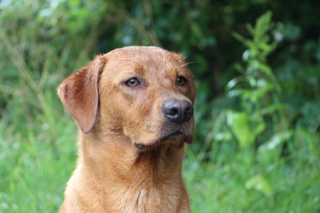 Fox Red Labrador Puppies for Sale