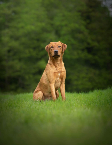Fox Red Labrador Puppies for Sale