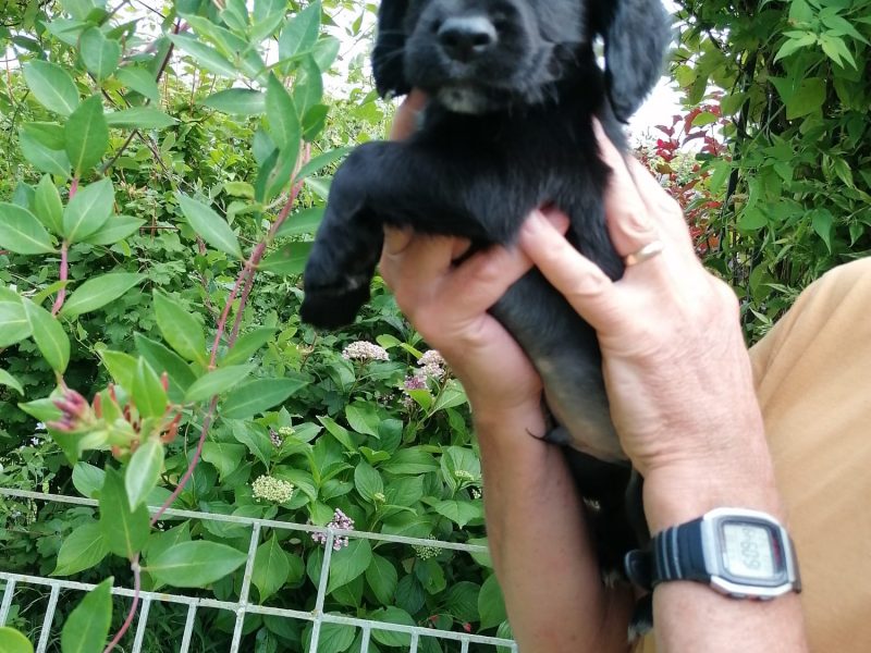 Working cocker spaniel pups