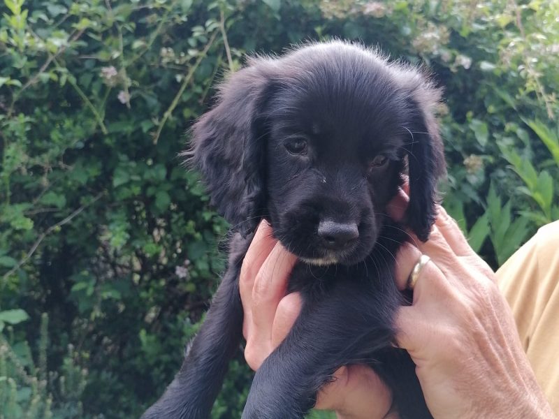 Working cocker spaniel pups