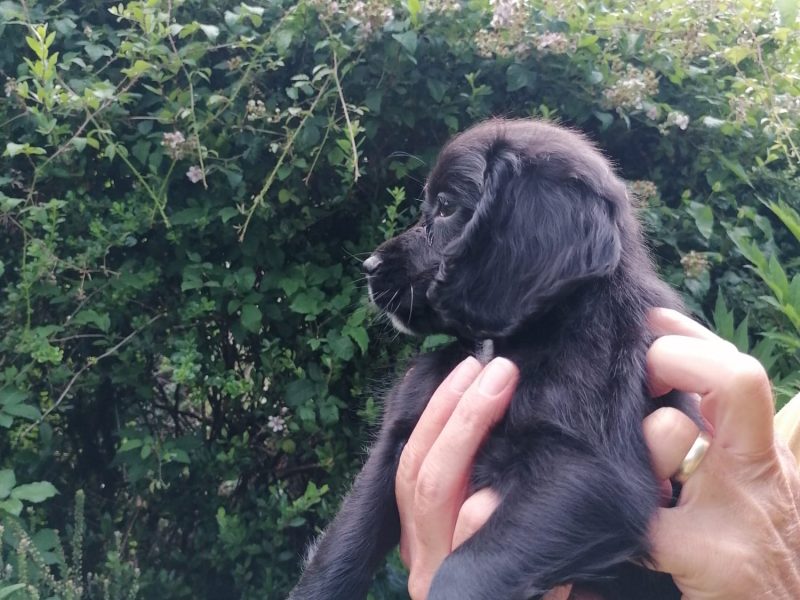 Working cocker spaniel pups