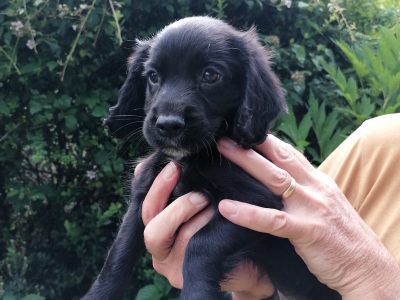 Working cocker spaniel pups