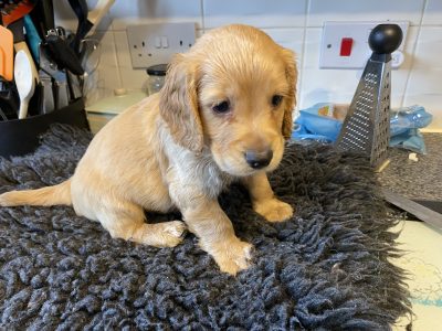 WCS puppies
