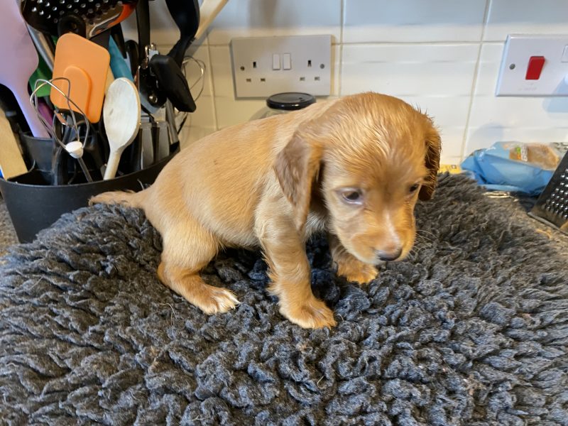 WCS puppies