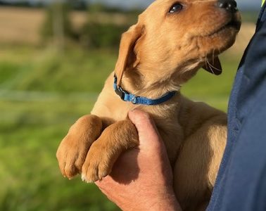 Fox Red Labrador Puppies for Sale