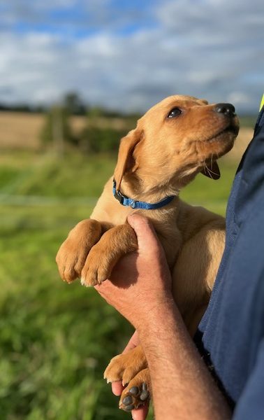 Fox Red Labrador Puppies for Sale
