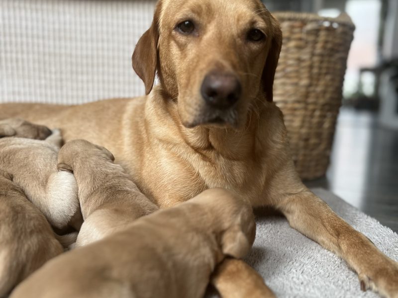 KC Working Labradors - 5 gen - excellent pedigree