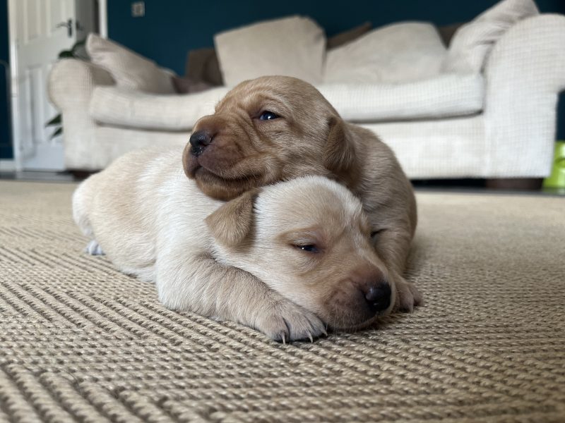 KC Working Labradors - 5 gen - excellent pedigree