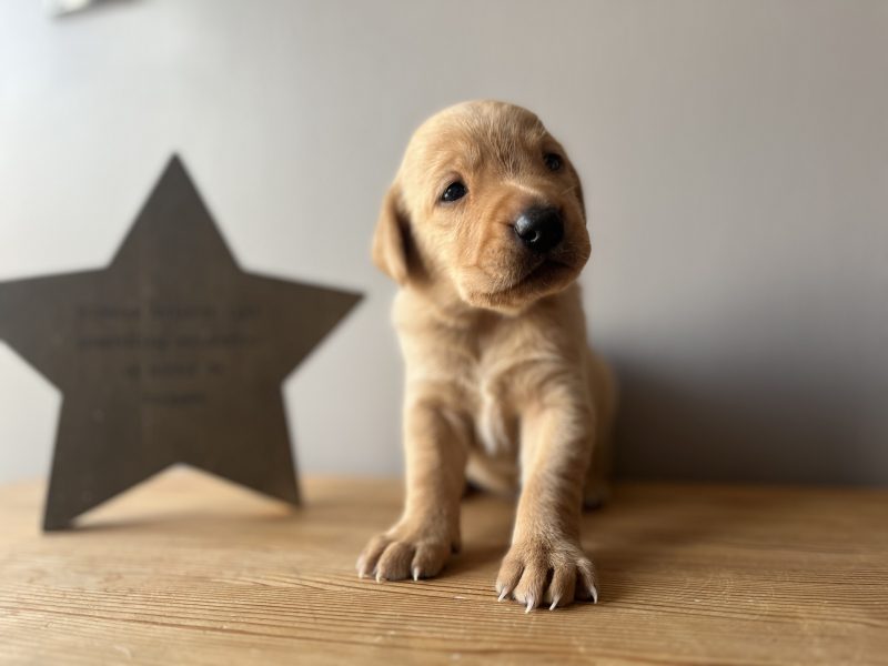 KC Working Labradors - 5 gen - excellent pedigree