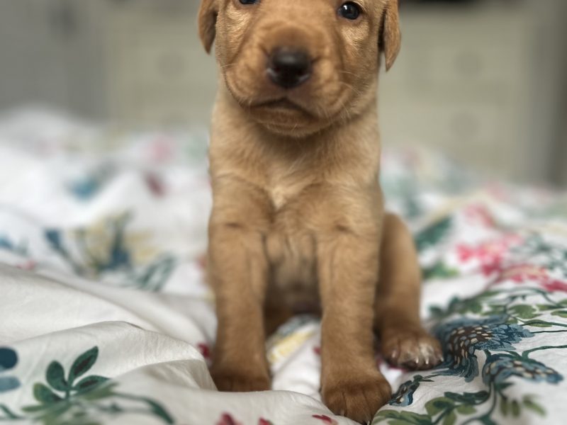 KC Working Labradors - 5 gen - excellent pedigree
