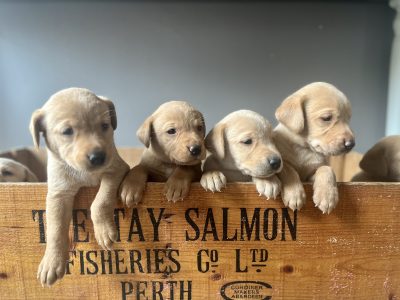 KC Working Labradors - 5 gen - excellent pedigree