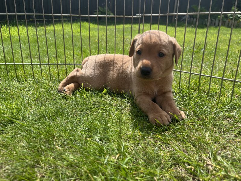 KC Working Labradors - 5 gen - excellent pedigree