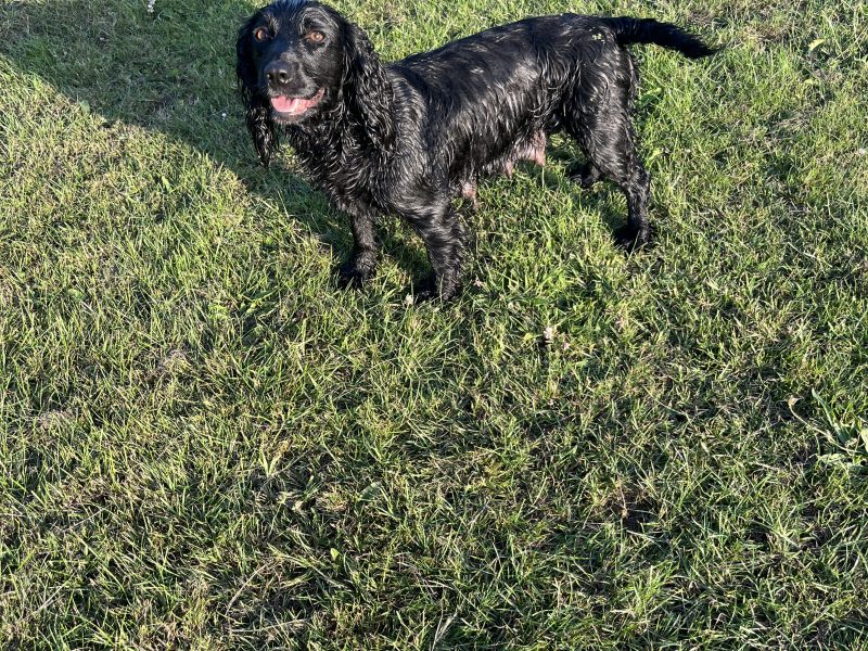 Fantastically well bred working cocker spaniels dog puppies
