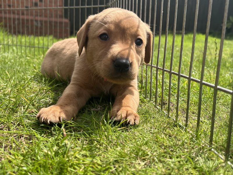 KC Working Labradors - 5 gen - excellent pedigree