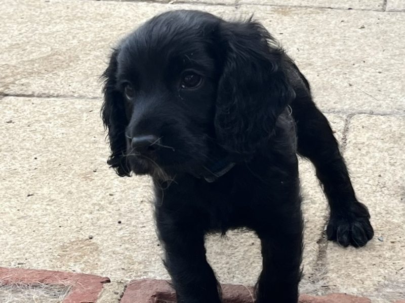 Fantastically well bred working cocker spaniels dog puppies