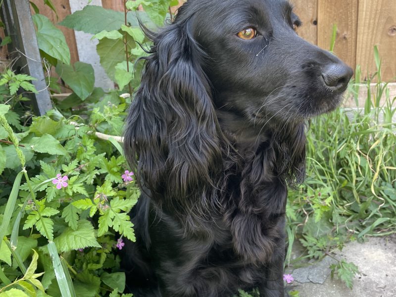 Fantastically well bred working cocker spaniels dog puppies