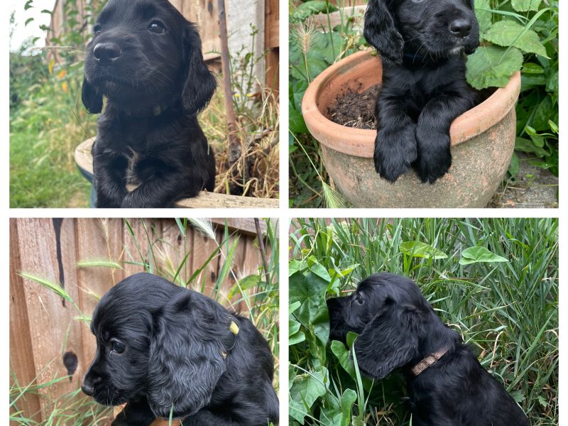Fantastically well bred working cocker spaniels dog puppies