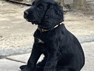 Fantastically well bred working cocker spaniels dog puppies