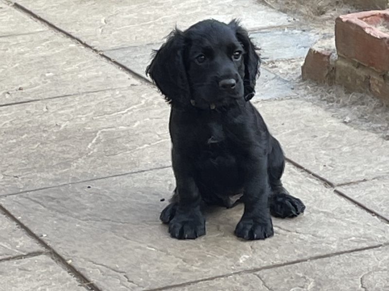 Fantastically well bred working cocker spaniels dog puppies