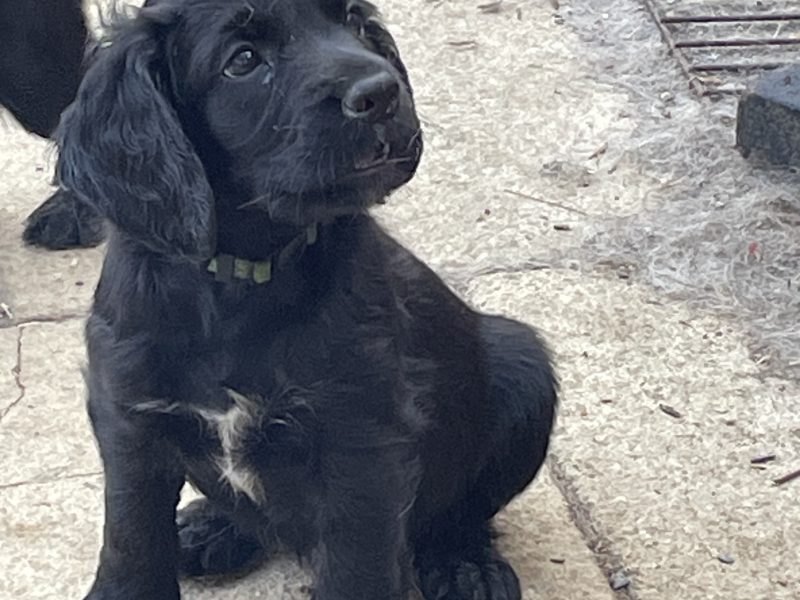 Fantastically well bred working cocker spaniels dog puppies