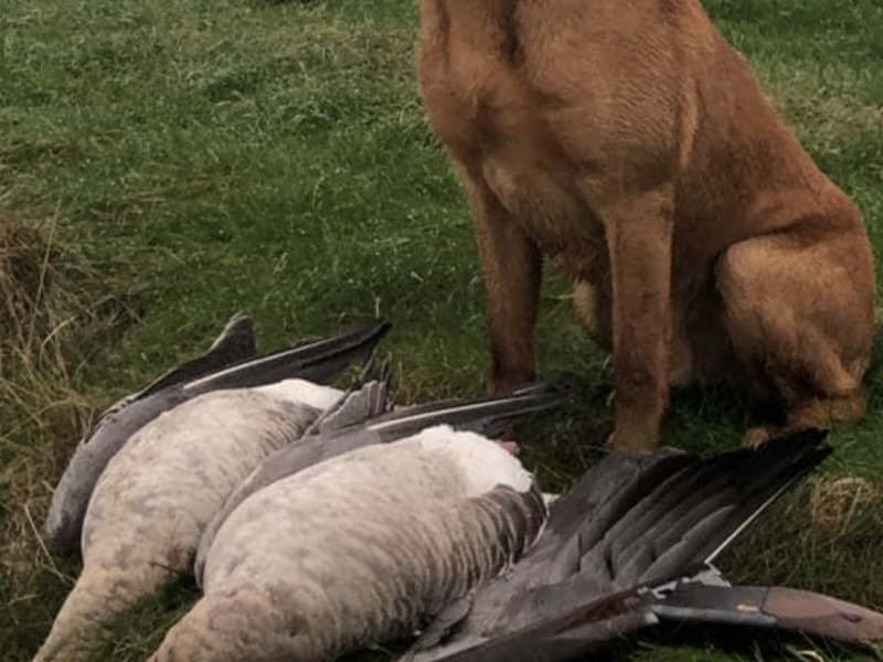 PROVEN Standing at stud Cwmshepherd red goshawk….Brock