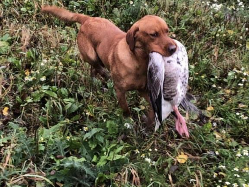 PROVEN Standing at stud Cwmshepherd red goshawk….Brock