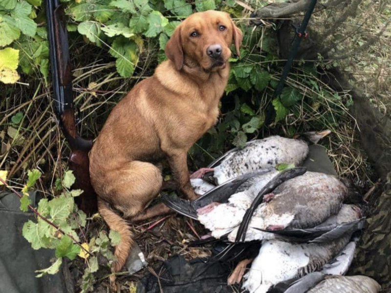 PROVEN Standing at stud Cwmshepherd red goshawk….Brock