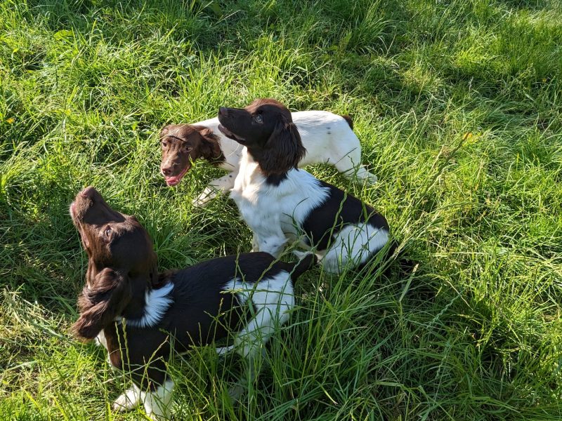GORGEOUS L/W BITCHES , KC REGISTERED, PART TRAINED