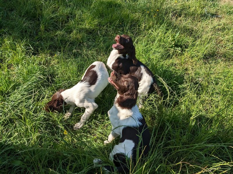 GORGEOUS L/W BITCHES , KC REGISTERED, PART TRAINED