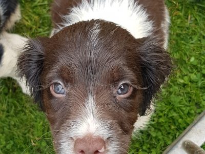 springers