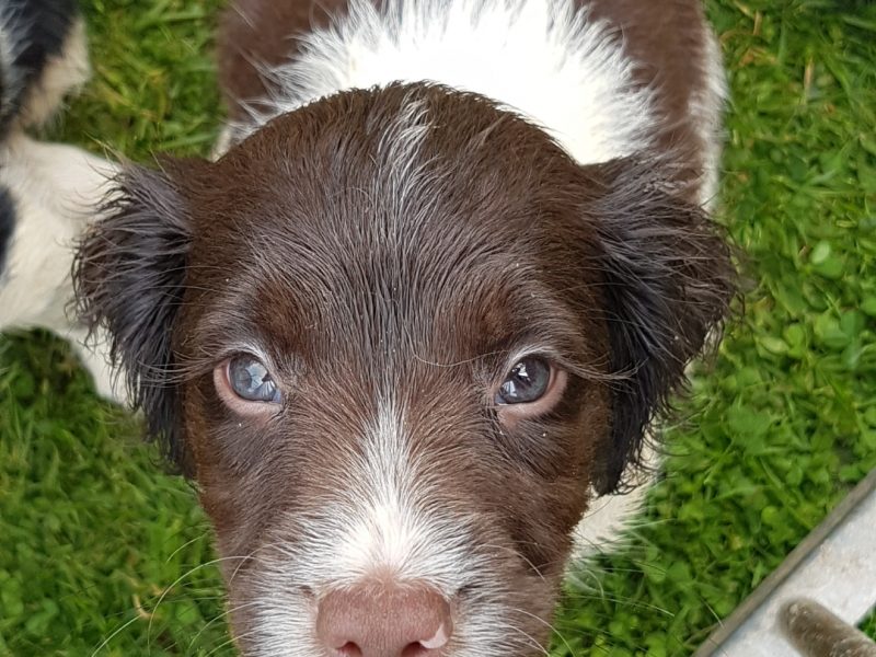 springers