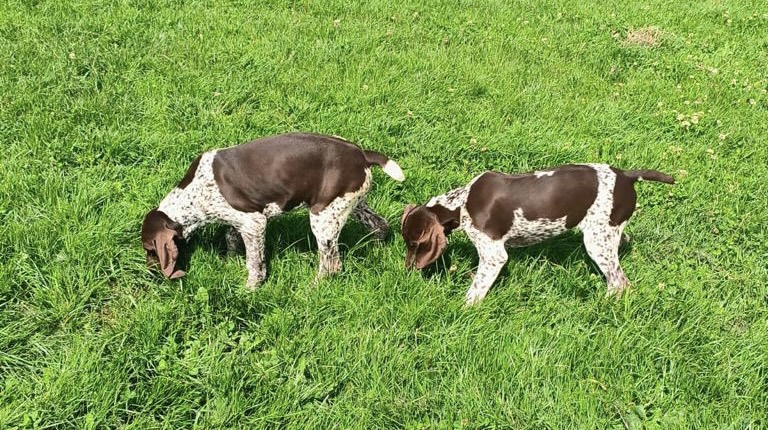German Short Haired pointer - 1 girl left