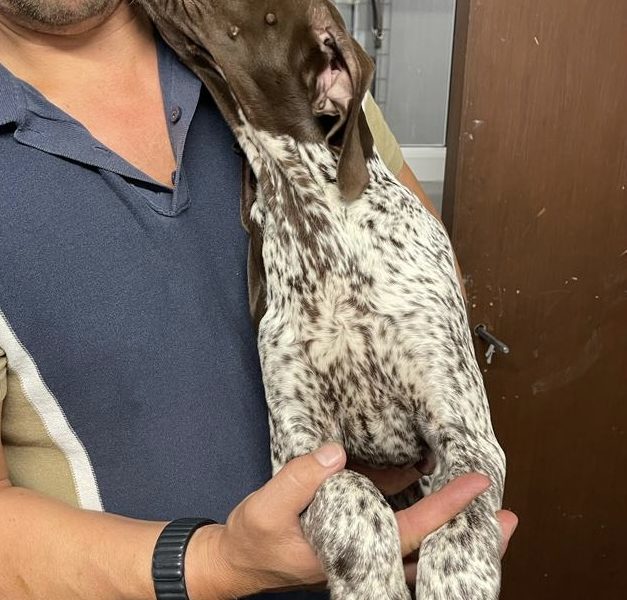 German Short Haired pointer - 1 girl left