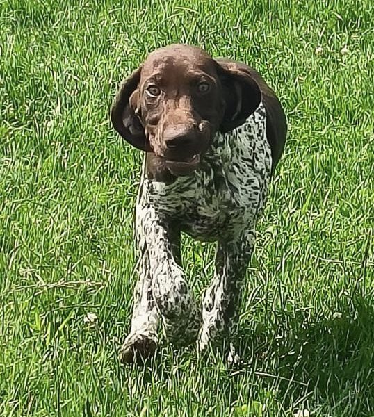 German Short Haired pointer - 1 girl left