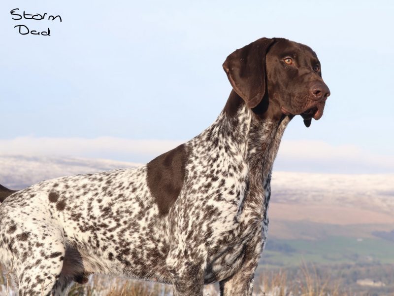 Stunning German Short Haired Pointer Pups