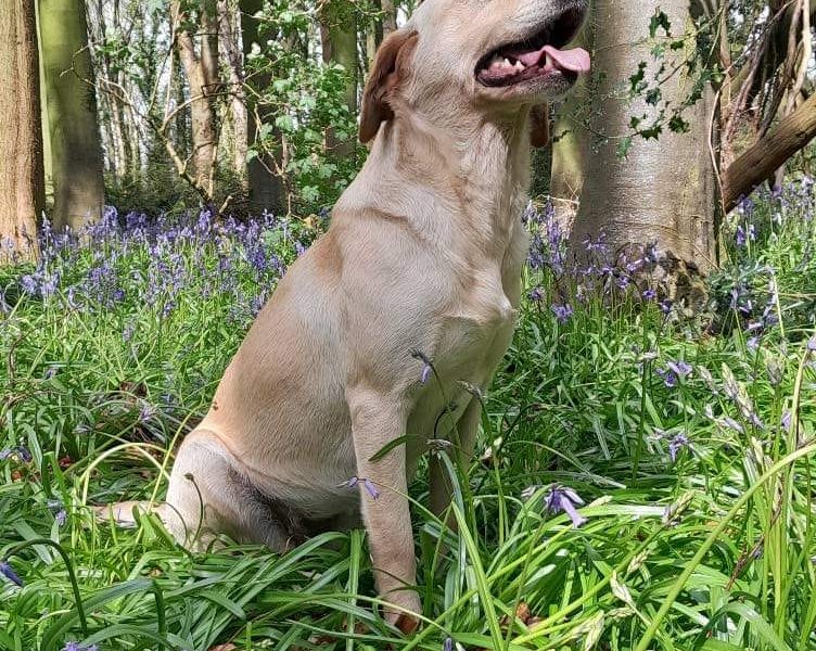 KC working labradors x OFTW Bluecreek curtis cash