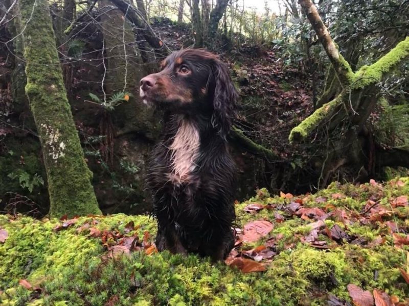 Working cocker spaniel pups