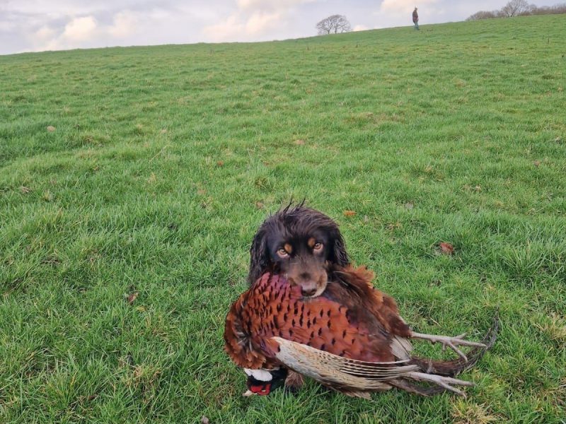 Working cocker spaniel pups