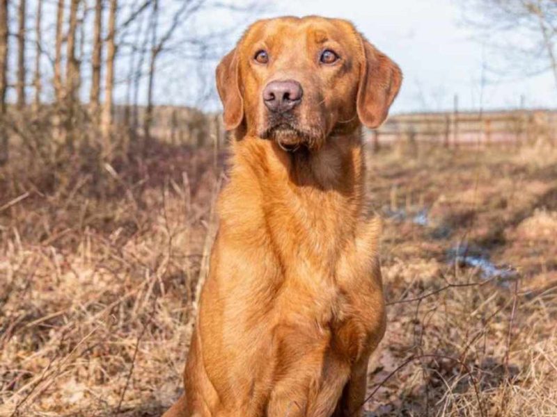KC LABRADOR RETRIEVER PUPPIES . Drakeshead lines . Excellent 5th generation lineage