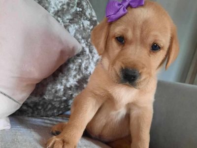 KC LABRADOR RETRIEVER PUPPIES . Drakeshead lines . Excellent 5th generation lineage