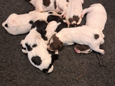 Stunning springer pups