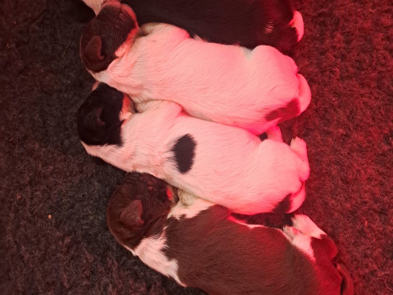 Stunning springer pups
