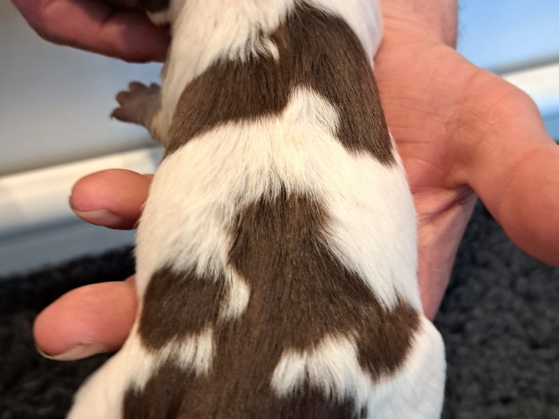 Stunning springer pups