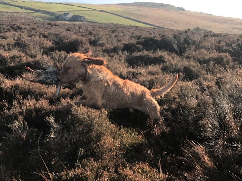 KC Registered Hungarian Wirehaired Vizsla