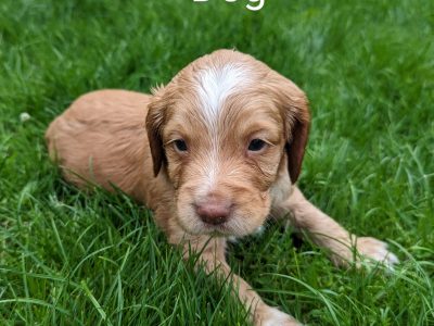 KC Registered Working Cocker Spaniels from FTCH lines