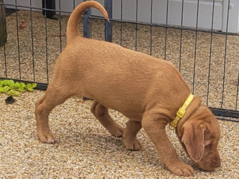 KC Registered Hungarian Wirehaired Vizsla