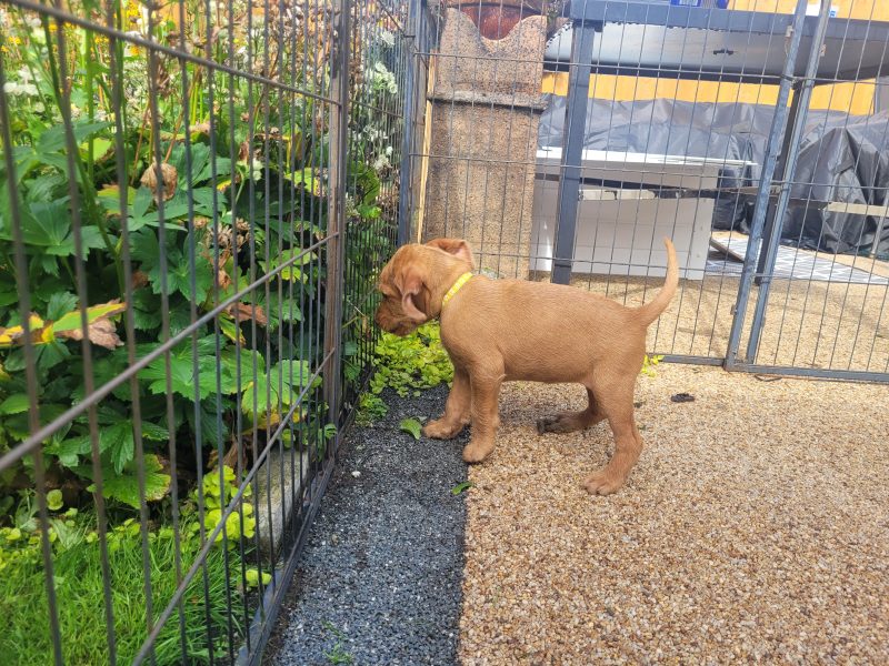 KC Registered Hungarian Wirehaired Vizsla