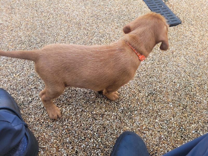 KC Registered Hungarian Wirehaired Vizsla