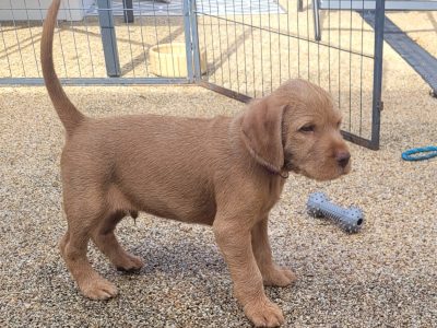 KC Registered Hungarian Wirehaired Vizsla