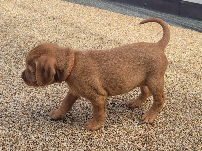 KC Registered Hungarian Wirehaired Vizsla